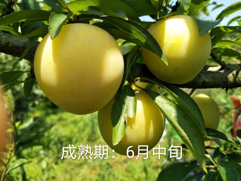 日本李王李子苗，湖南衡阳基地直供良种李子果树苗，量大优惠