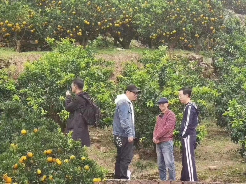 自家果园，刚刚上架好吃的甜心橙