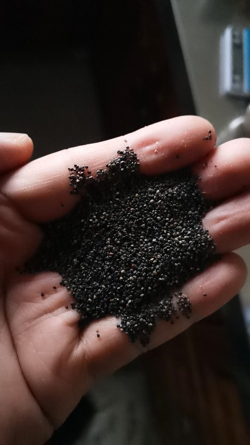 马齿苋种子荷兰直立马蜂菜籽野菜种子四季种植