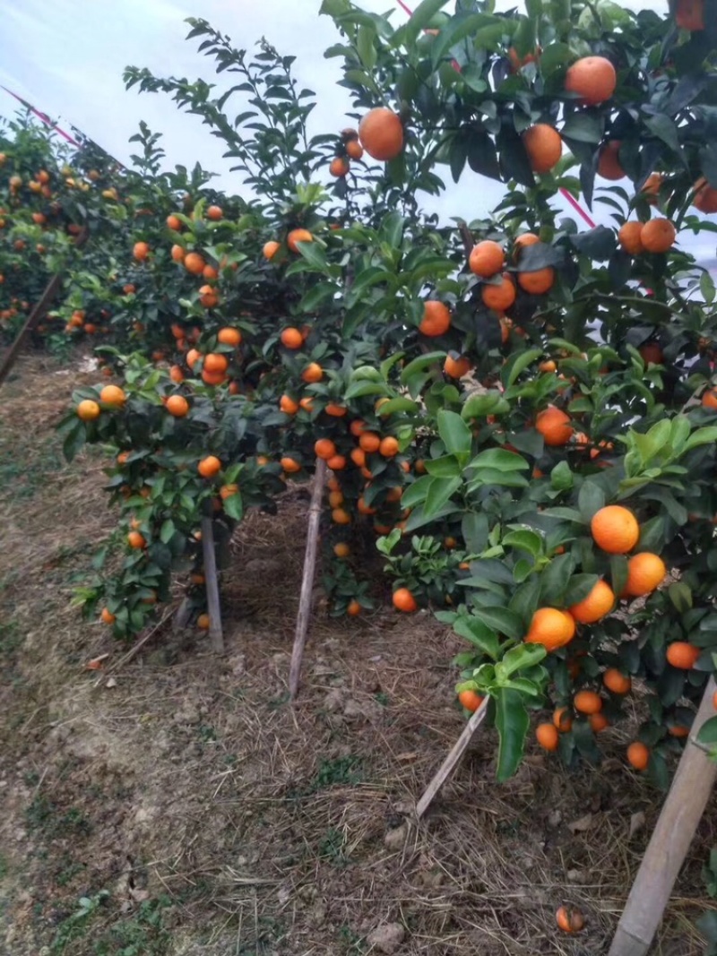东方红、砂糖橘、沃柑