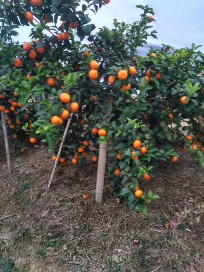 东方红、砂糖橘、沃柑