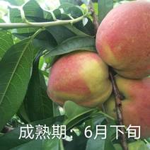 锦香黄桃苗—湖南衡阳基地直供早熟黄桃苗，正宗果树苗