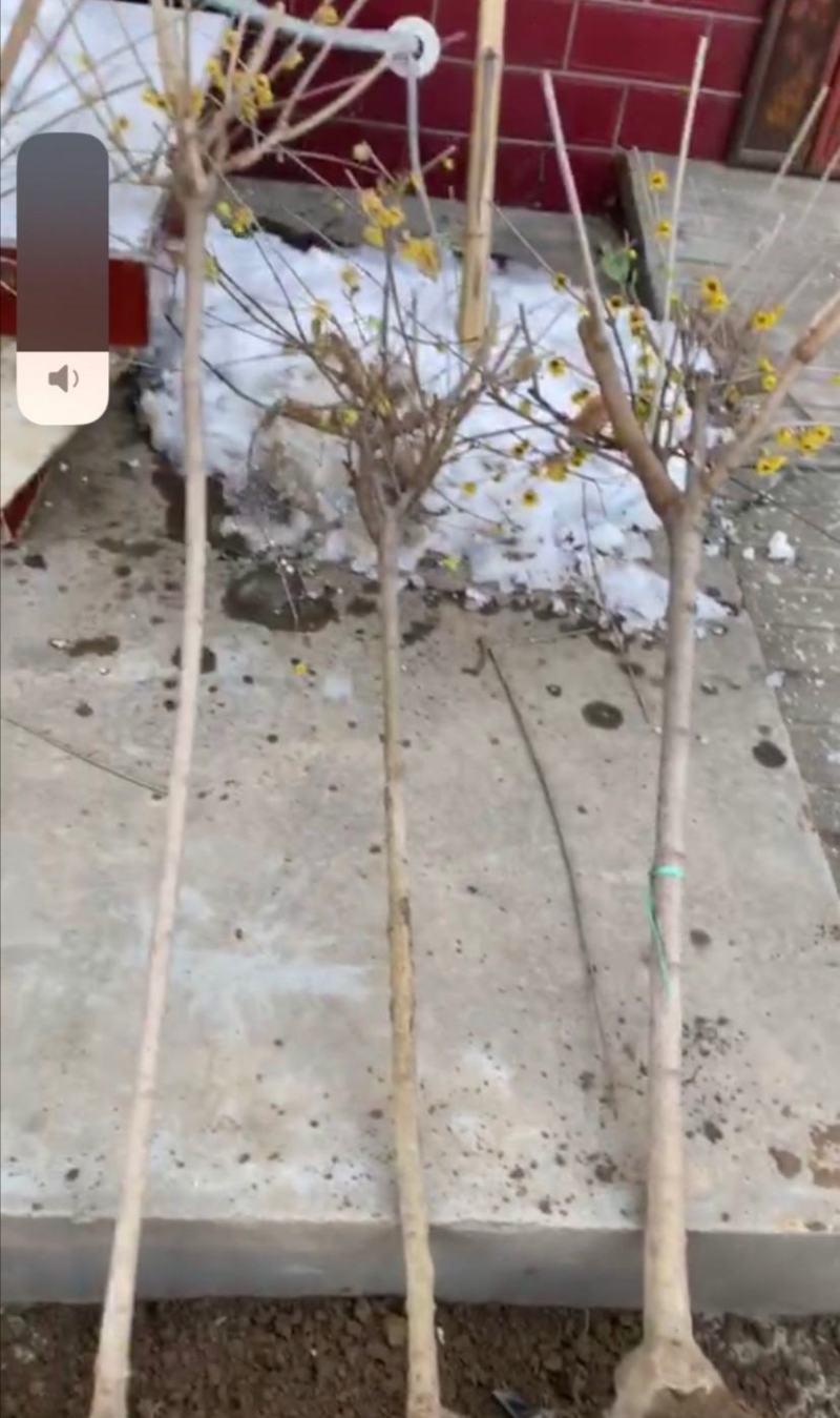 骨里红梅盆栽素心腊梅盆景鄢陵腊梅古桩浓香型