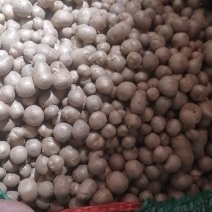 精品铁棍山药豆育种专用。