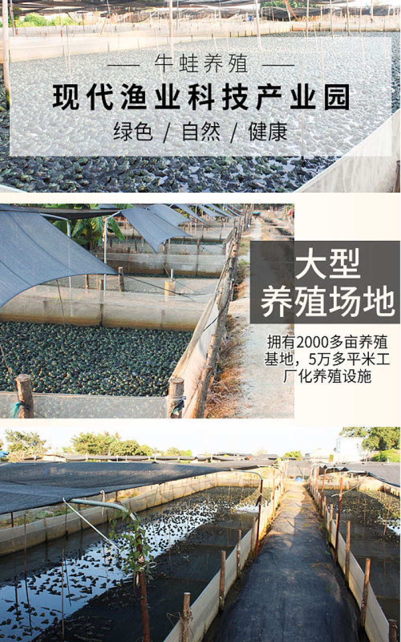 牛蛙活鲜现杀海鲜牛蛙肉食用麻辣干锅火锅烧烤食材批发