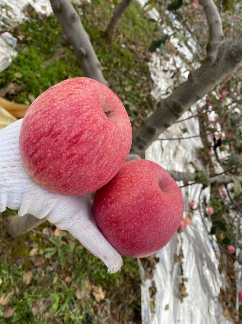 陕西淳化苹果又大又甜