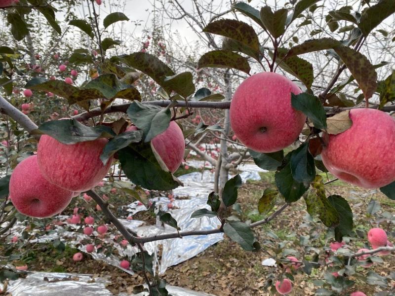 陕西淳化苹果又大又甜