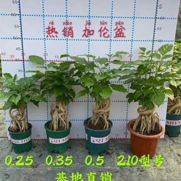 幸福树提根盆景加仑盆带盆整箱批发优选发货