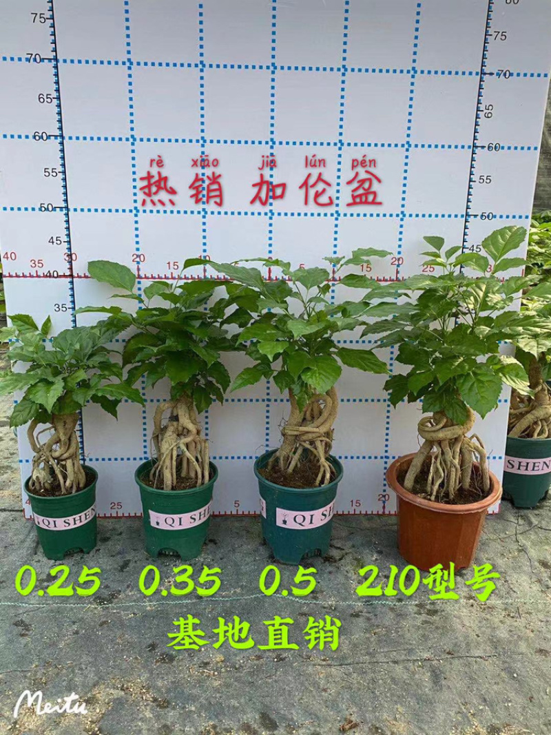 幸福树提根盆景加仑盆带盆整箱批发优选发货