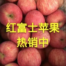 冷库优质红富士苹果货源充足全国发货
