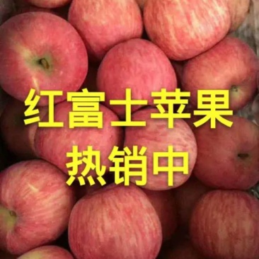 冷库优质红富士苹果货源充足全国发货