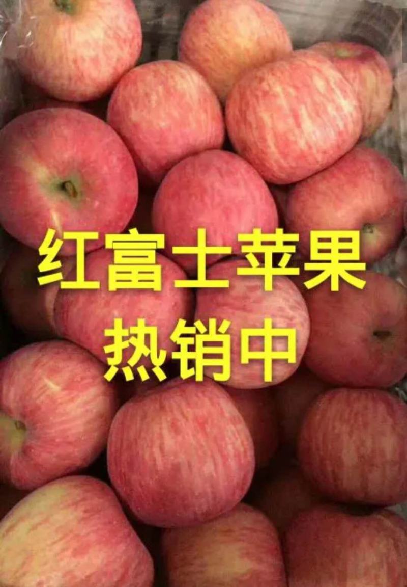 冷库优质红富士苹果货源充足全国发货