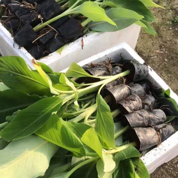 广西农科院制种香蕉苗、金粉一号蕉苗/广粉蕉苗、南天黄蕉苗