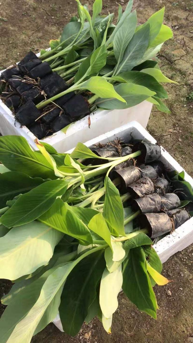 广西农科院制种香蕉苗、金粉一号蕉苗/广粉蕉苗、南天黄蕉苗