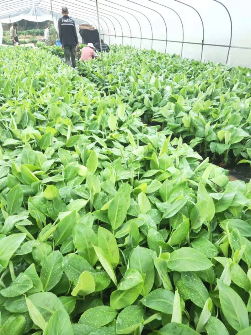 广西农科院制种香蕉苗、金粉一号蕉苗/广粉蕉苗、南天黄蕉苗