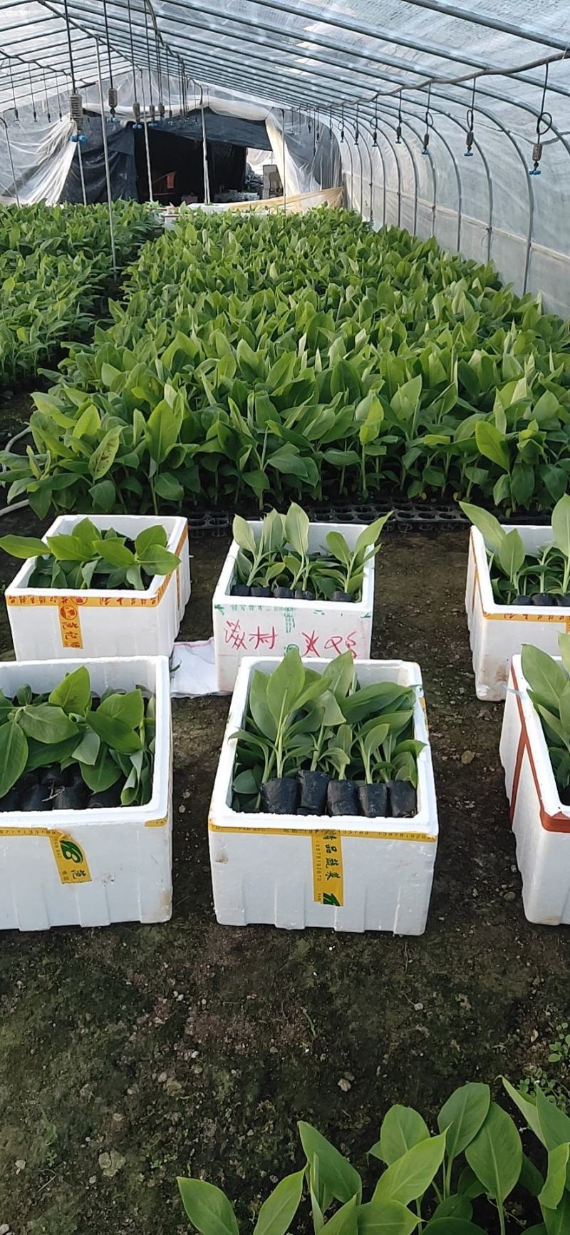 广西农科院制种香蕉苗、金粉一号蕉苗/广粉蕉苗、南天黄蕉苗