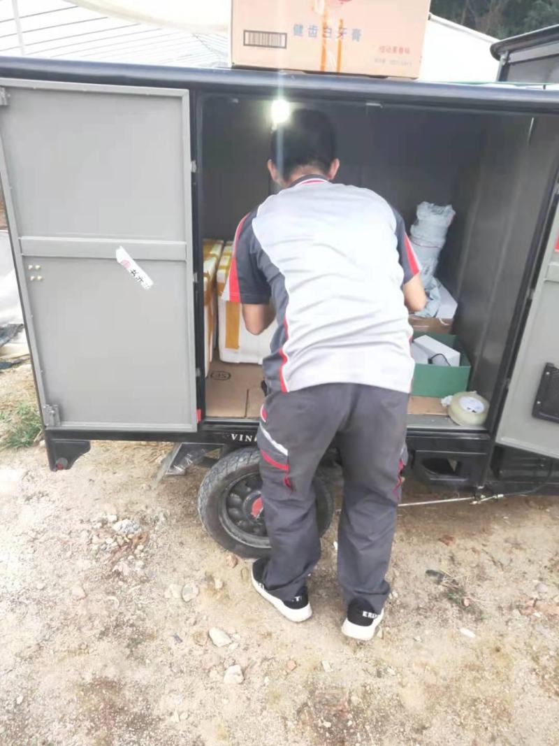 广西农科院制种香蕉苗、金粉一号蕉苗/广粉蕉苗、南天黄蕉苗