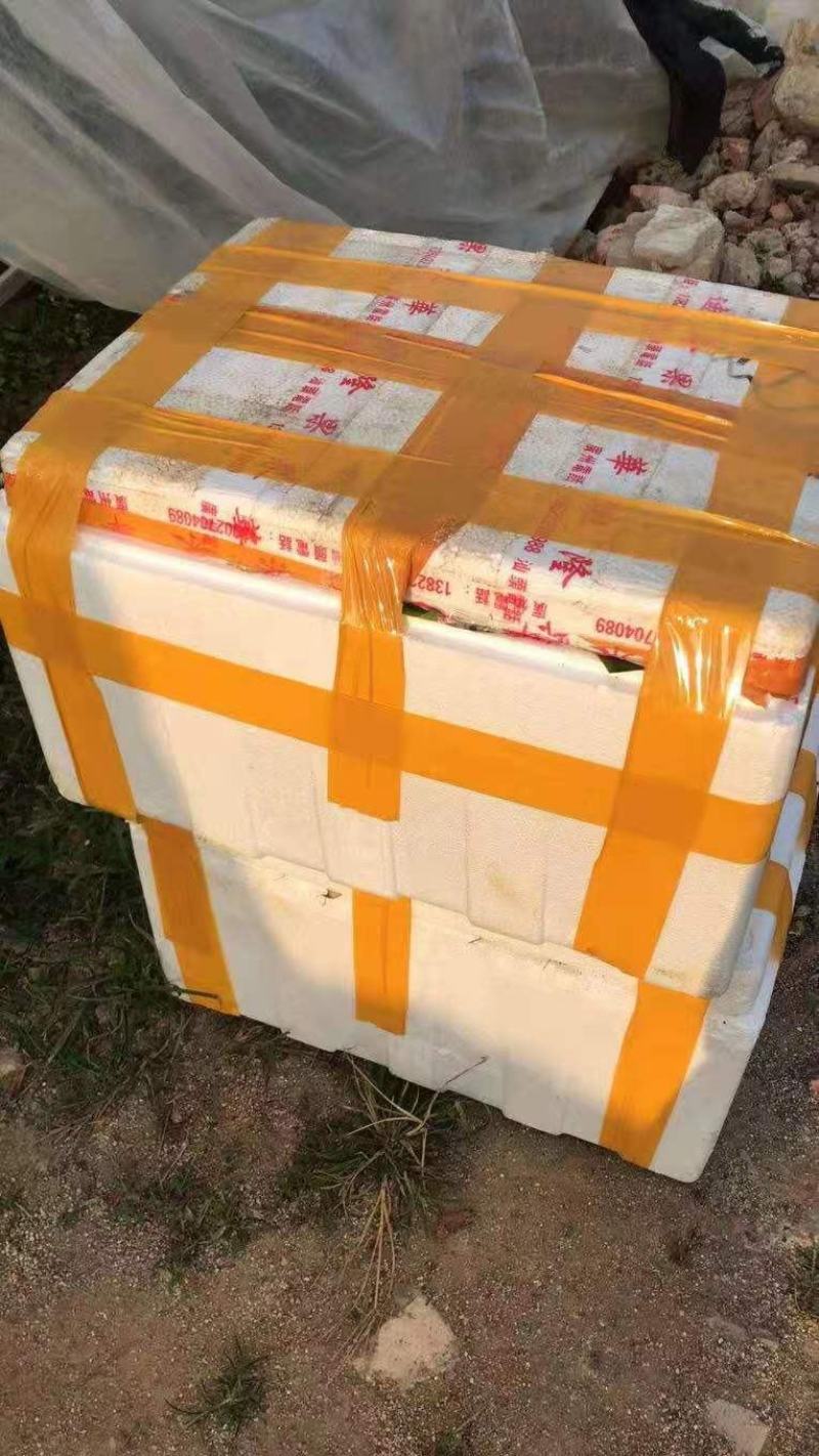 广西农科院制种香蕉苗、金粉一号蕉苗/广粉蕉苗、南天黄蕉苗