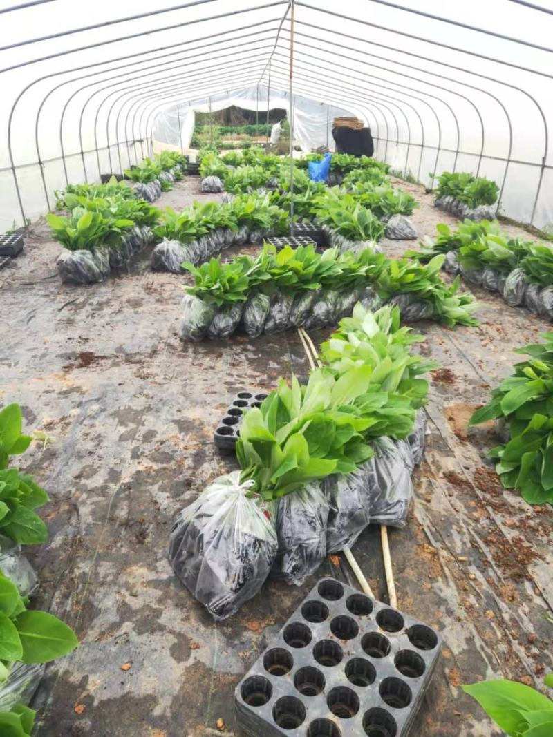 广西农科院制种香蕉苗、金粉一号蕉苗/广粉蕉苗、南天黄蕉苗