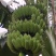 广西农科院制种红香蕉苗、广粉一号蕉苗，金粉一号蕉苗，香蕉
