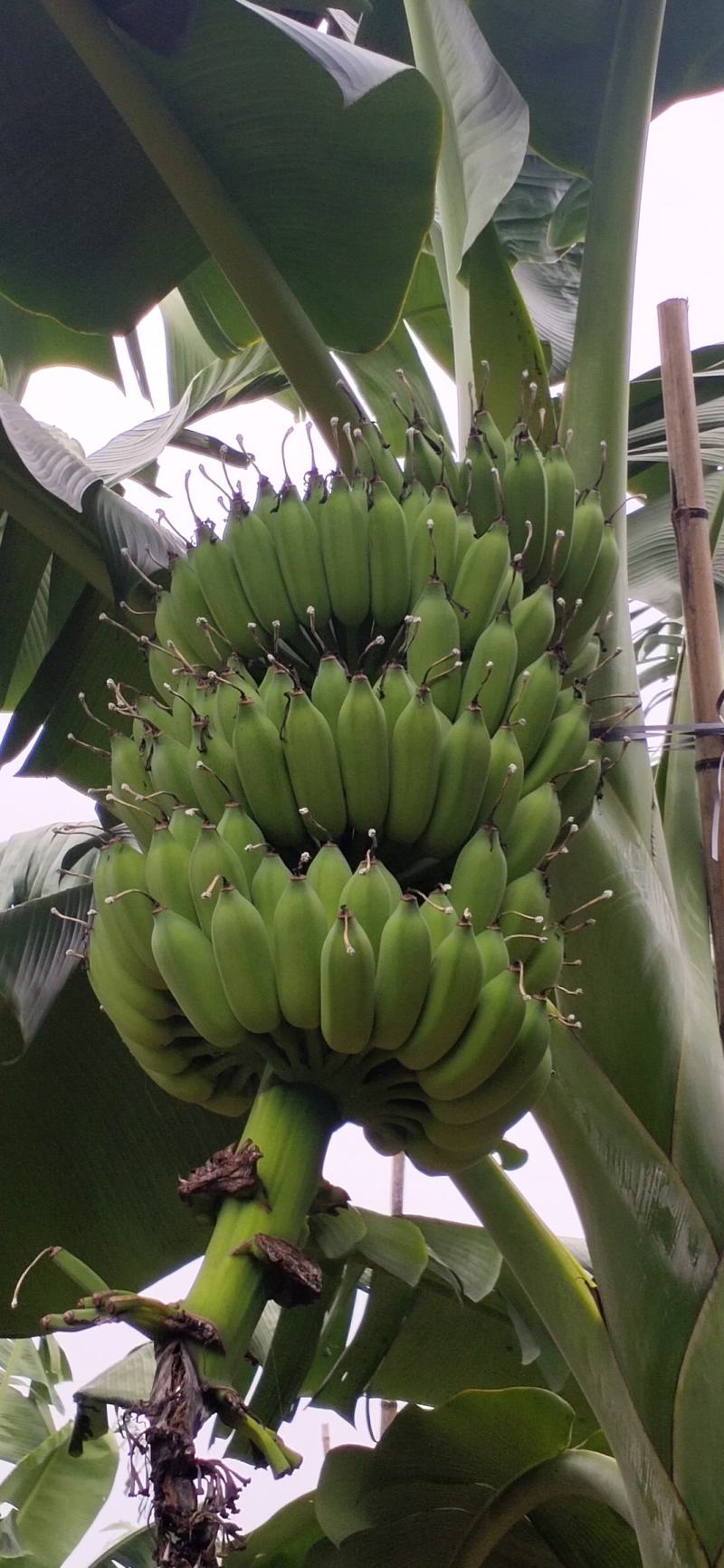 广西农科院制种红香蕉苗、广粉一号蕉苗，金粉一号蕉苗，香蕉