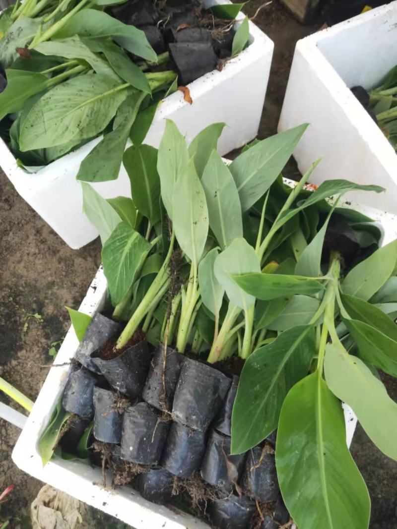 广西农科院制种红香蕉苗、广粉一号蕉苗，金粉一号蕉苗，香蕉
