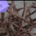正宗大皂角刺，欢迎定购。