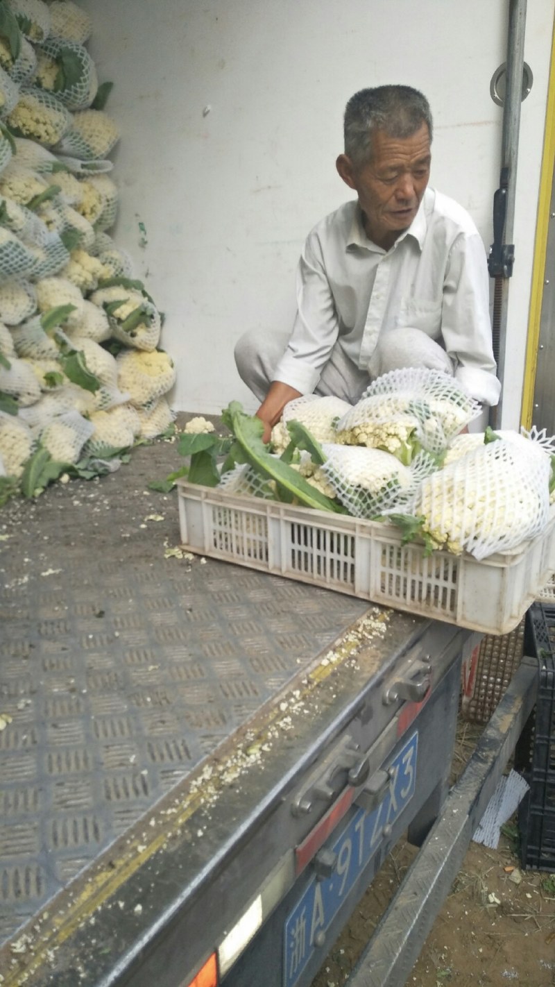白花菜散装精品有机花产地直销直发一手货源