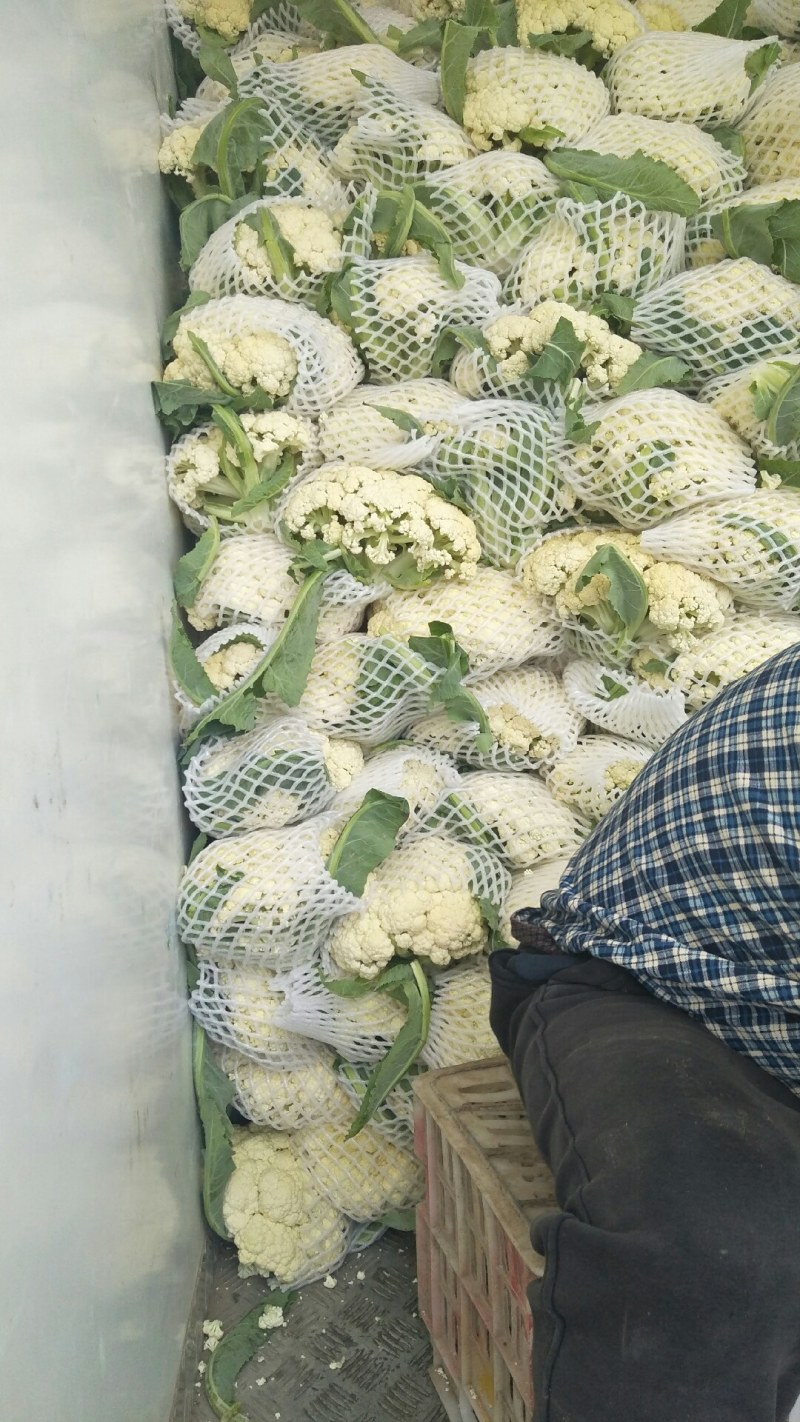 白花菜散装精品有机花产地直销直发一手货源