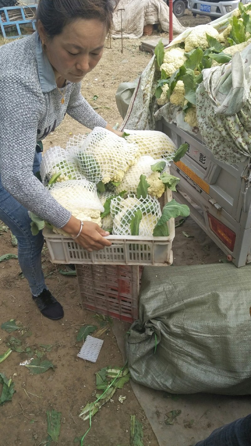 白花菜散装精品有机花产地直销直发一手货源
