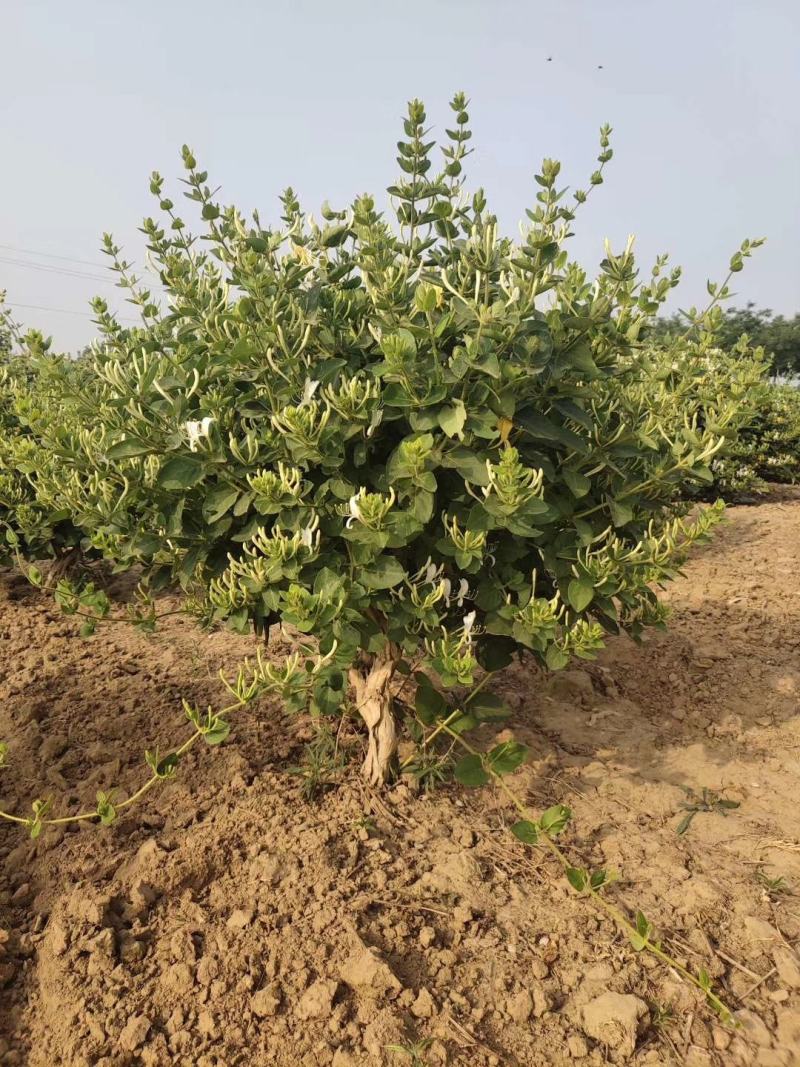 金银花老桩，金银花树河北产地树形金银花树