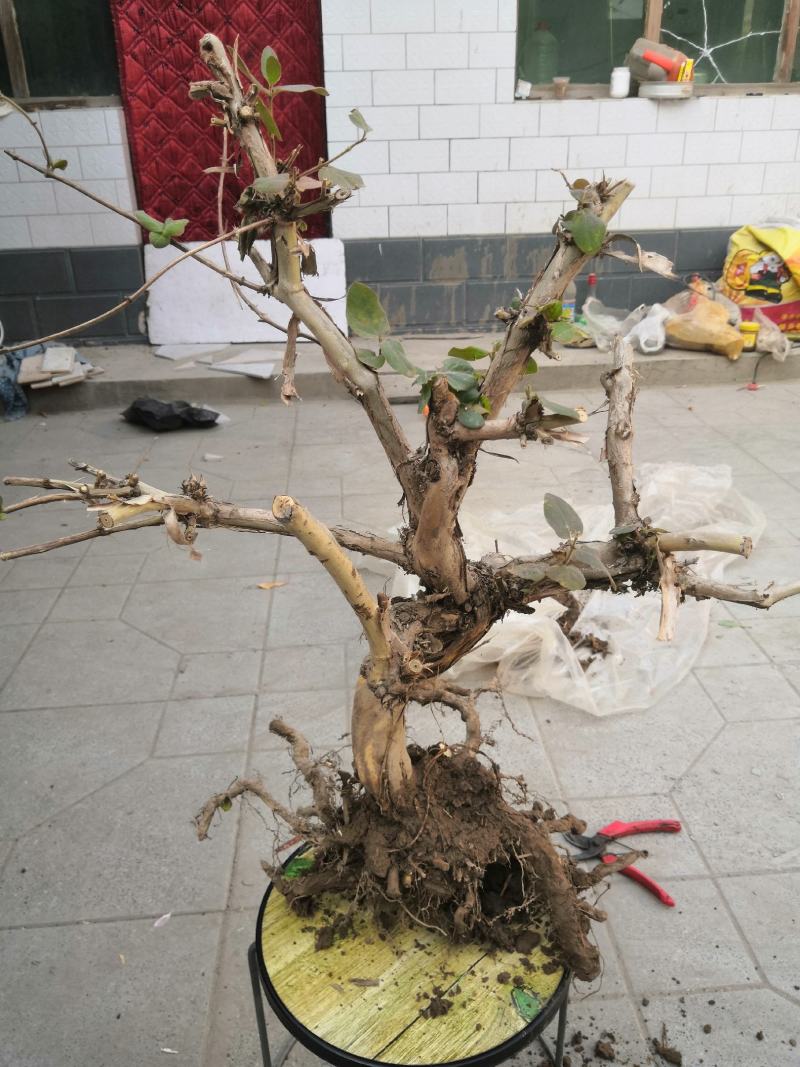 金银花老桩，金银花树河北产地树形金银花树