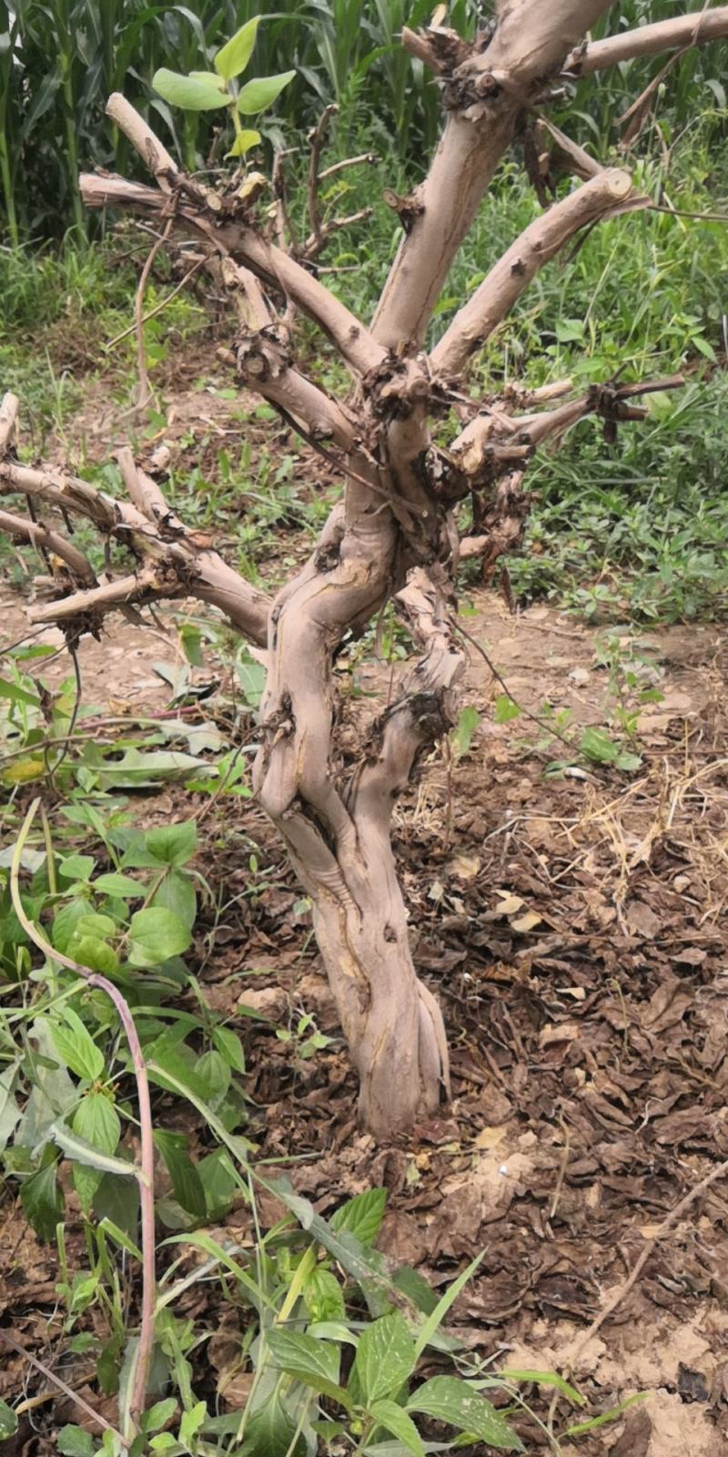 金银花老桩，金银花树河北产地树形金银花树