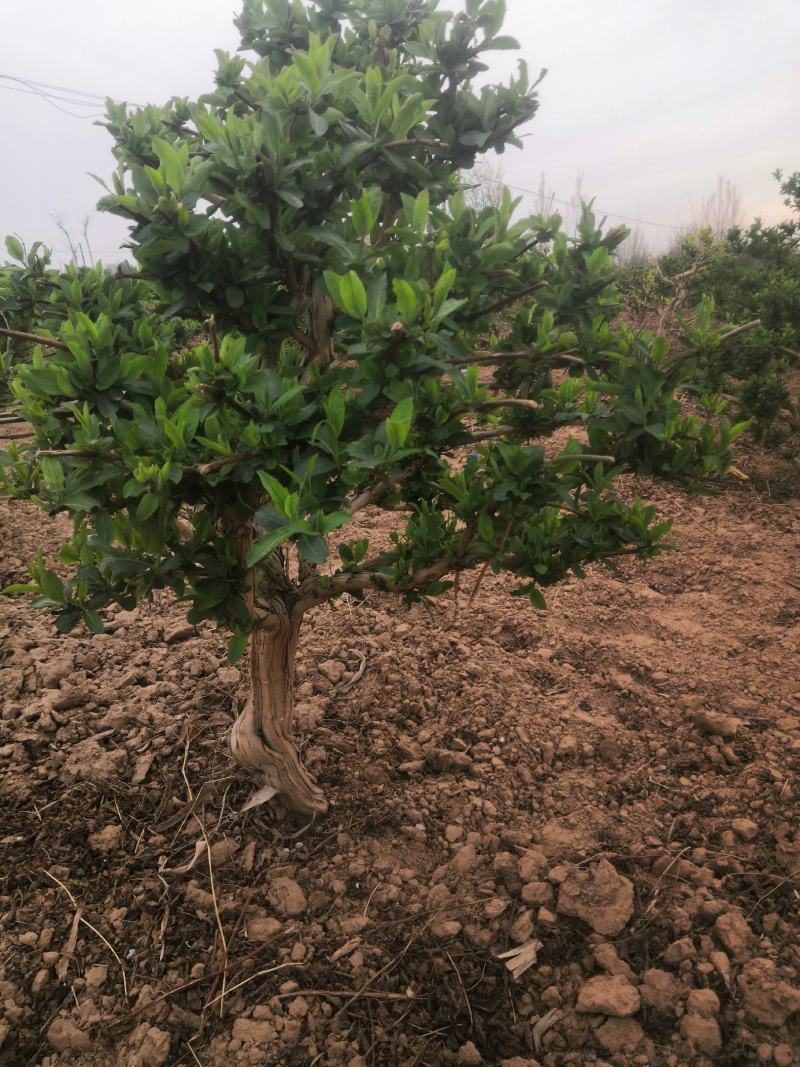 金银花老桩，金银花树河北产地树形金银花树