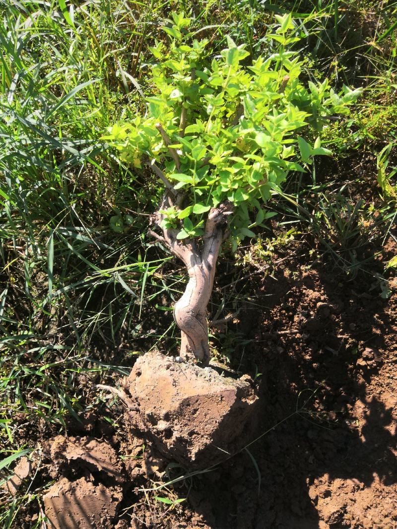 金银花老桩，金银花树河北产地树形金银花树