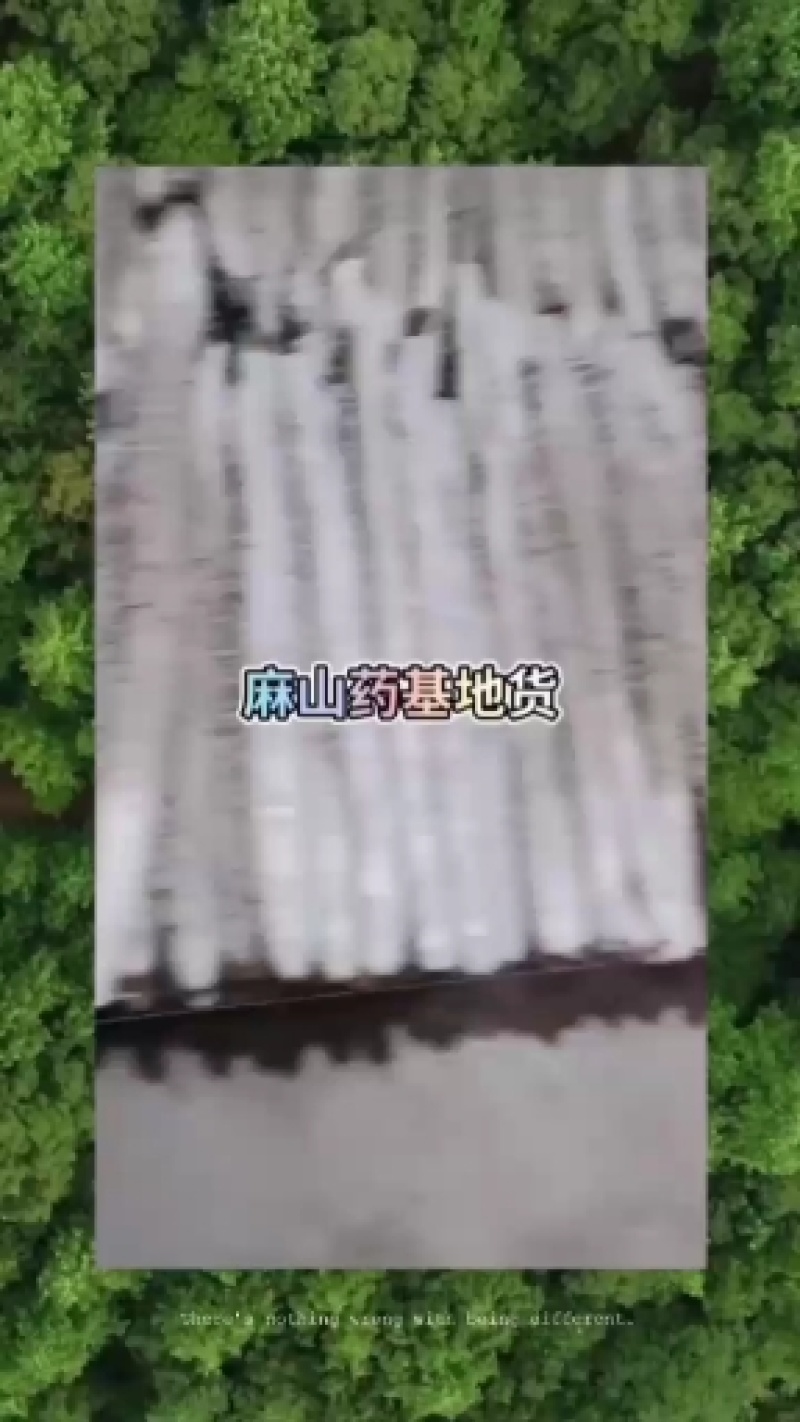 麻山药饶阳县滹沱河畔万亩基地大量供应！