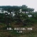 泰山松，造型松，造型油松，造型黑松，迎客松。