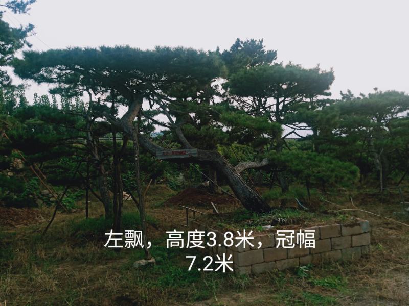 泰山松，造型松，造型油松，造型黑松，迎客松。