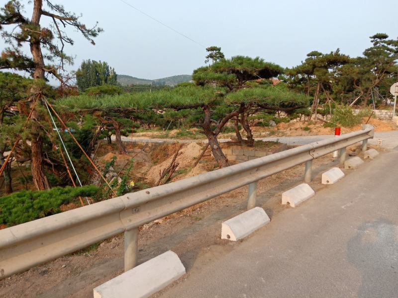 泰山松，造型松，造型油松，造型黑松，迎客松。