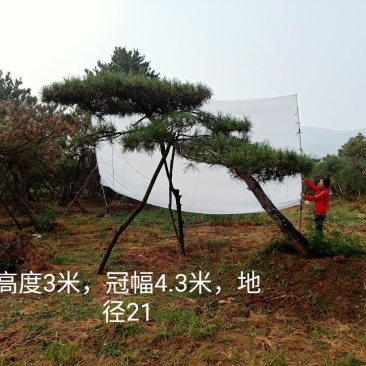泰山松，造型松，造型油松，造型黑松，迎客松。