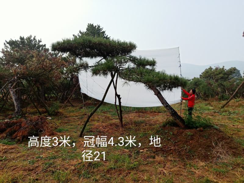 泰山松，造型松，造型油松，造型黑松，迎客松。