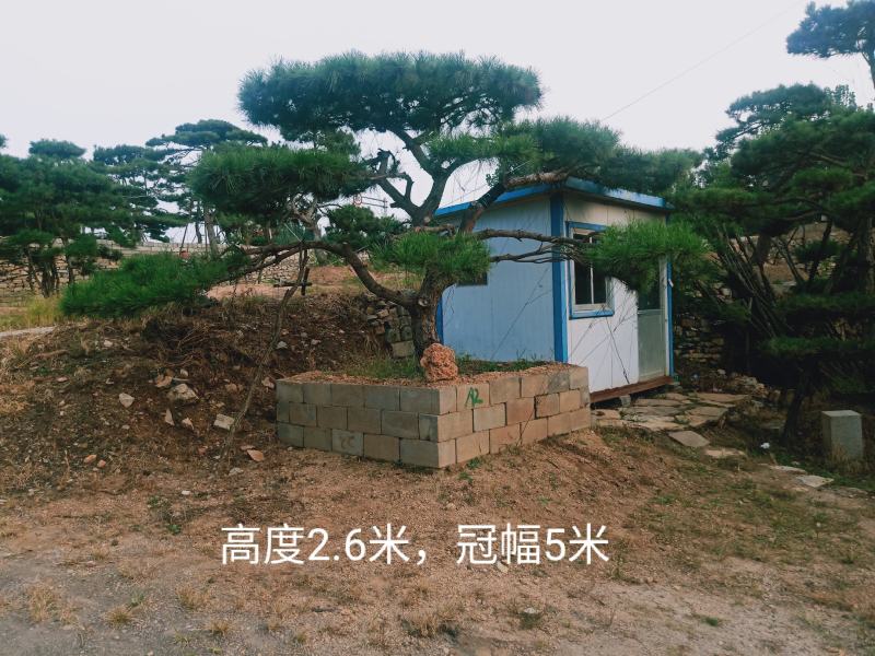 泰山松，造型松，造型油松，造型黑松，迎客松。