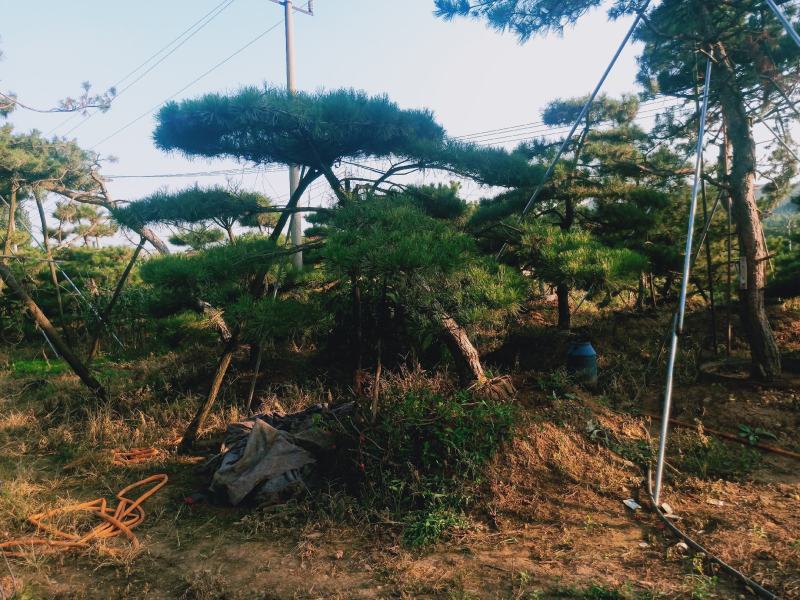 泰山松，造型松，造型油松，造型黑松，迎客松。