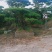 泰山松，造型松，造型油松，造型黑松，迎客松。