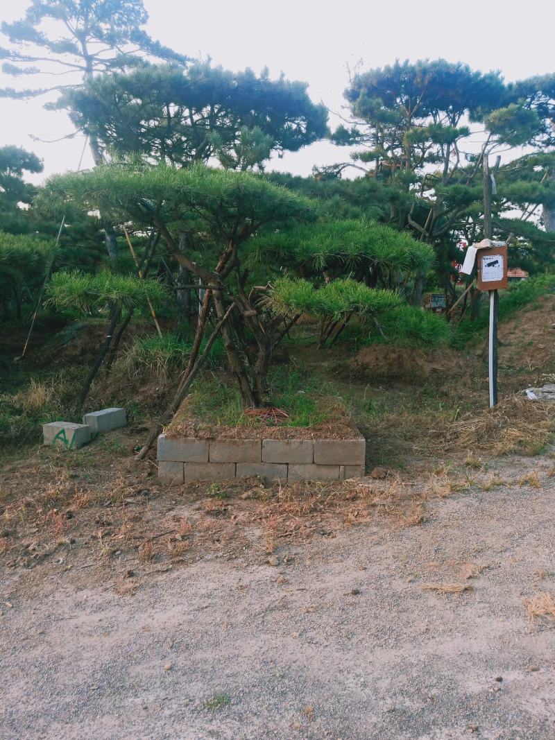 泰山松，造型松，造型油松，造型黑松，迎客松。