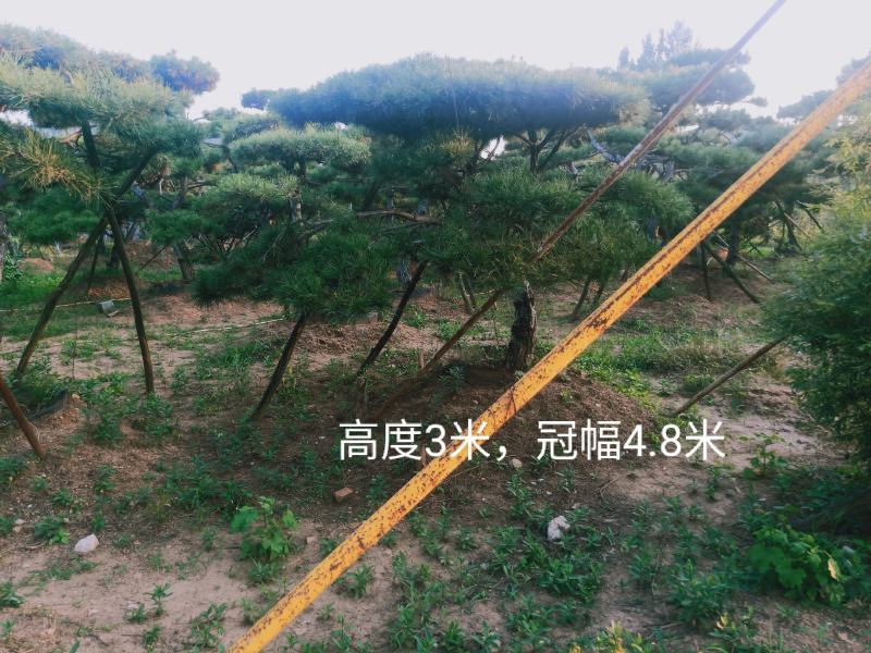 泰山松，造型松，造型油松，造型黑松，迎客松。