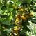 荷兰香蜜杏品种纯正基地直销现挖高成活率