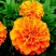 孔雀草花种子混色重瓣草花种子庭院室外景观花卉四季易种花种