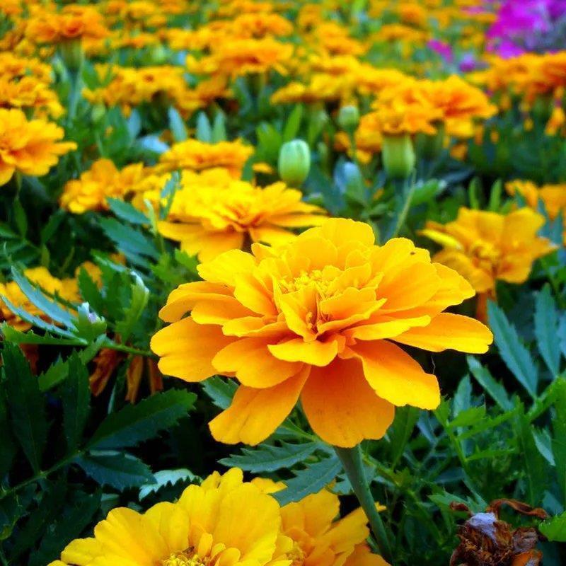 孔雀草花种子混色重瓣草花种子庭院室外景观花卉四季易种花种