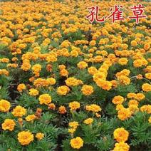 孔雀草花种子混色重瓣草花种子庭院室外景观花卉四季易种花种